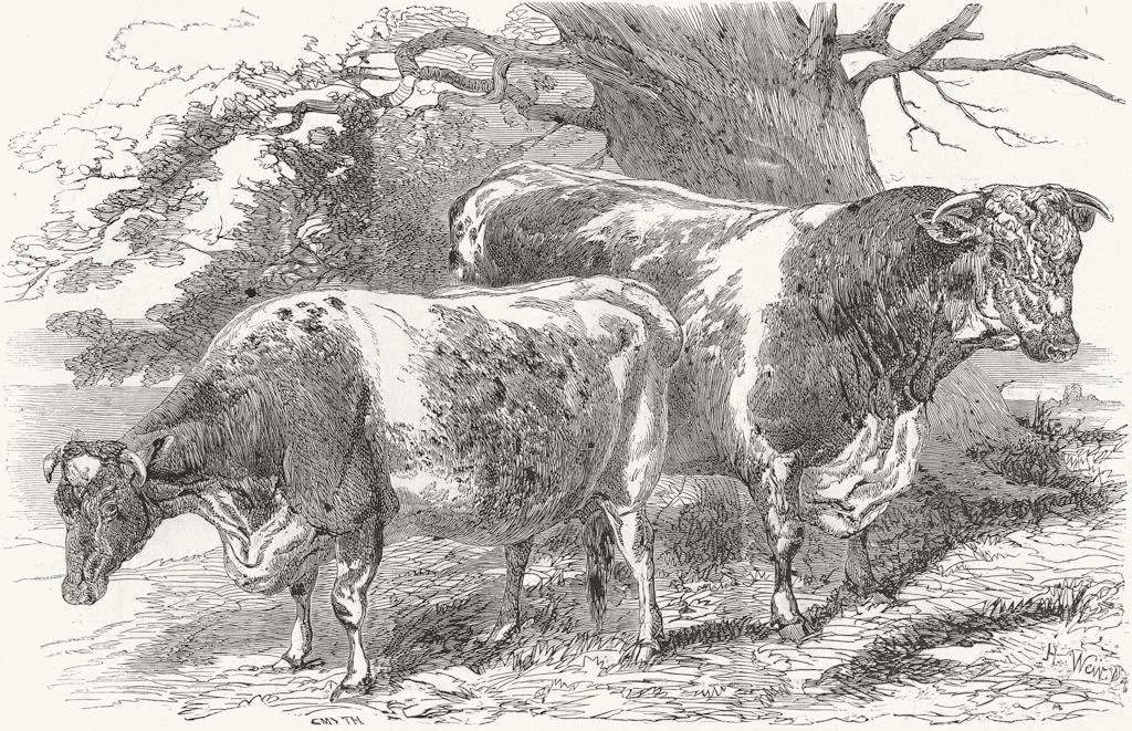 COWS. Short-horns-prize Smith; -Lord Berners 1853 old antique print picture